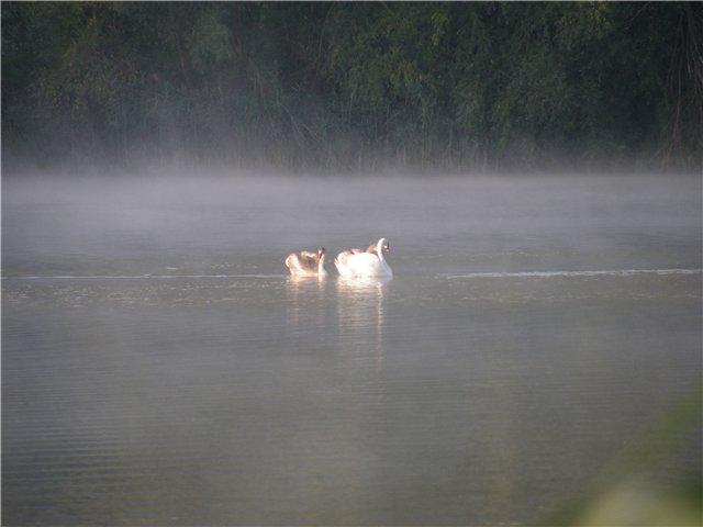 Воспоминание - Саражинка
