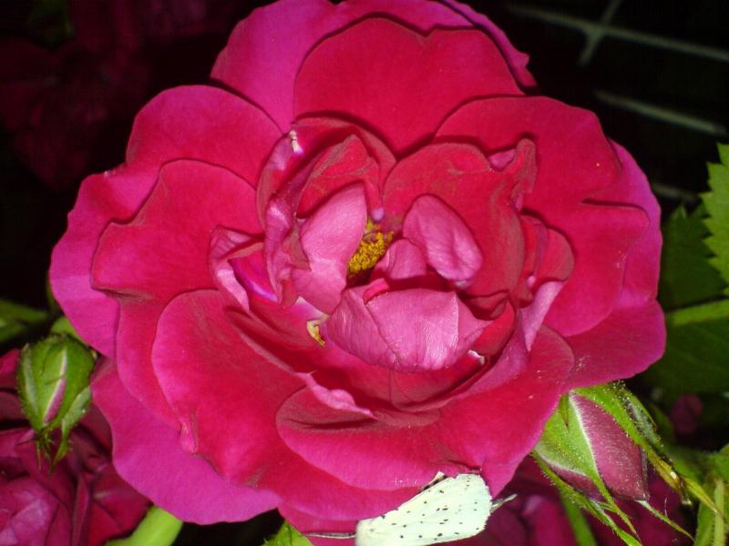 Квіти ІВАНИЦІ - Іваниця