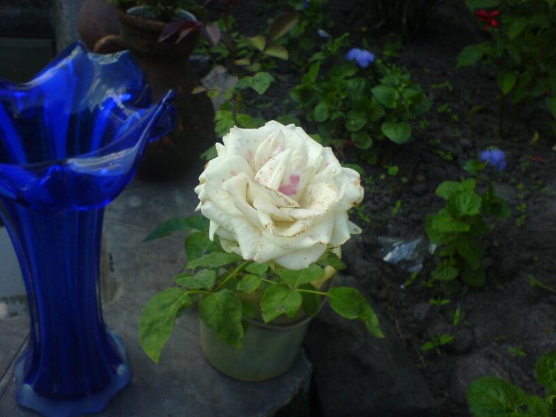 Квіти ІВАНИЦІ - Іваниця