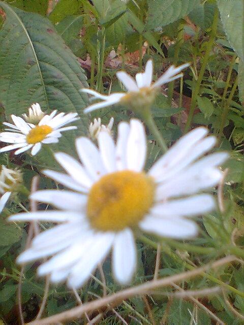 ццц - Риковичі