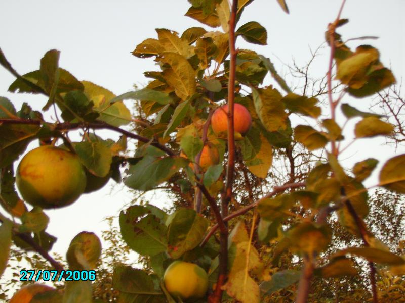 топори - Топори