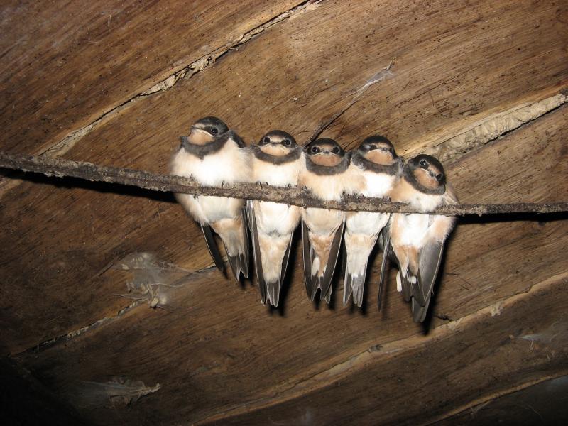 рідне село - Сабадаш