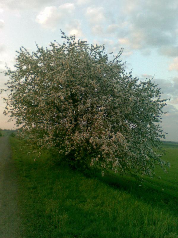 Зарубинці - Зарубинці