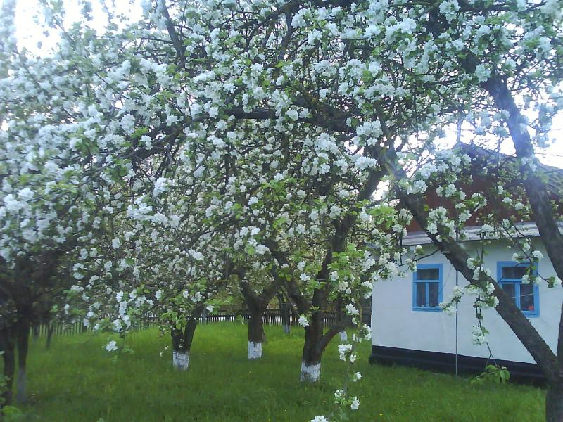 мое село - М'якоти