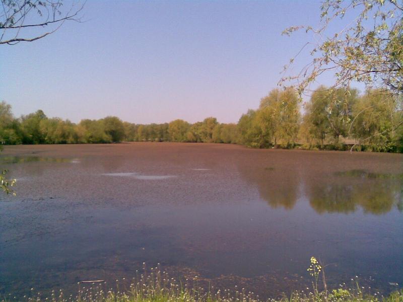 Шарнопіль - Шарнопіль