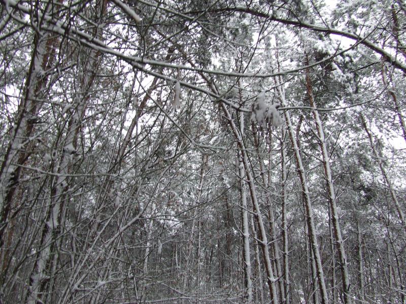 Ліс біля села Шепетин - Шепетин