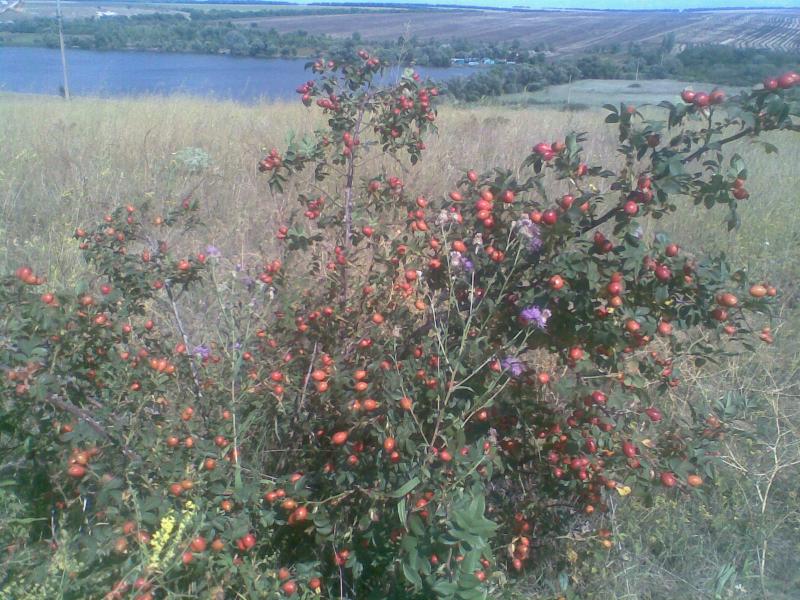 Моя Араповка - Arapivka