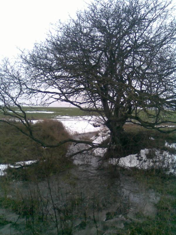 Моє - Великоселецкое