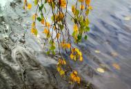 Золотые листопады