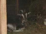 Моменти із села