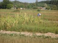 Польське село в Поліссі