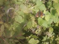 Багатківці  і околиці  села