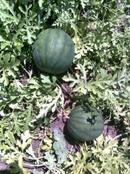 Цікавинки нашого села