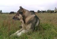 Мальовниче Березове