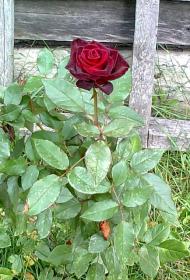 Мальовниче Березове