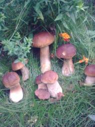 Любляче Перекалля