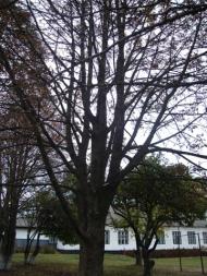 Природа Ніжина