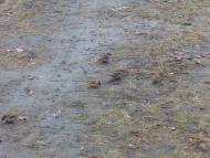 Моє рідне село