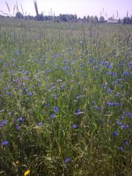 Рідне Перекалля