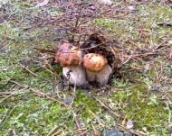 Цікавинки нашого села