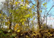 Ивчанские этюды