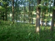 Фото села, в якому вже ніхто не живе...