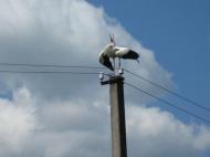 Природа мого села