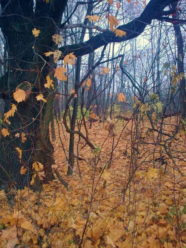 Барви осені - Ivanytsya