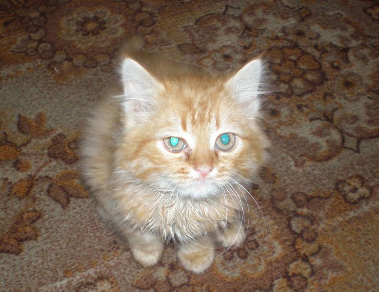 Одноріг. - Однорог