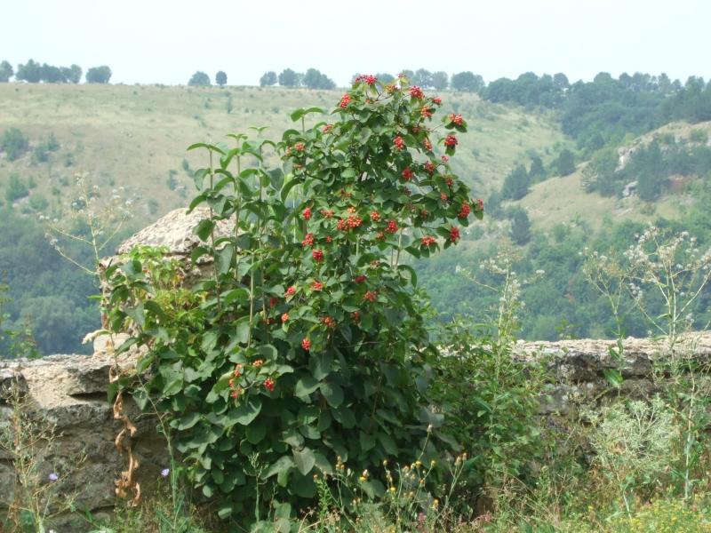 Стіна та стіняни - Стіна