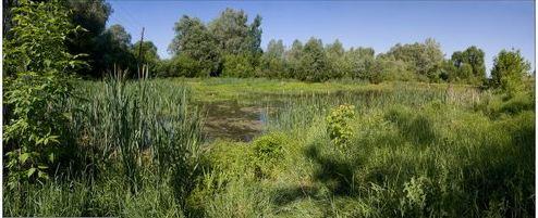 лепота - Щербаки