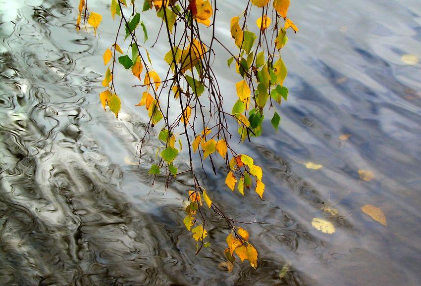 Золотые листопады - Івча