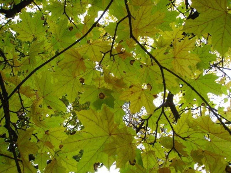 Будинок творчості письменників - Ірпінь