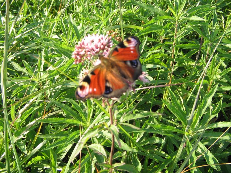 Моє рідне село - Птича