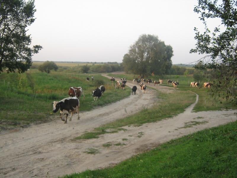 Моє рідне село - Немовичи