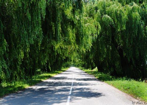 Стайки - Стайки