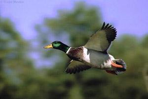 Моє рідне село - Птича