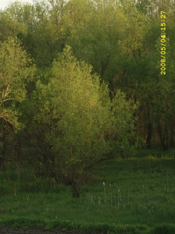 Текуча - Текуча