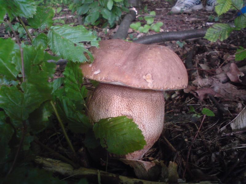 Село і люди - Мала Кужелівка