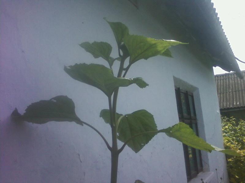 Багатківці  і околиці  села - Багатківці