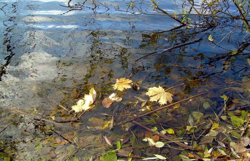 Золотые листопады - Івча