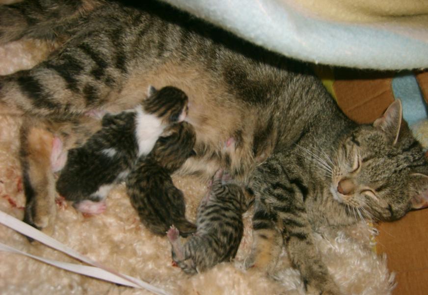 У селі. - Odnorig