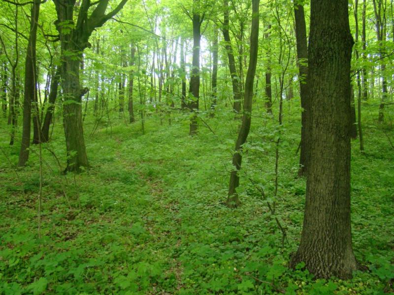 Наше село - Гильцы