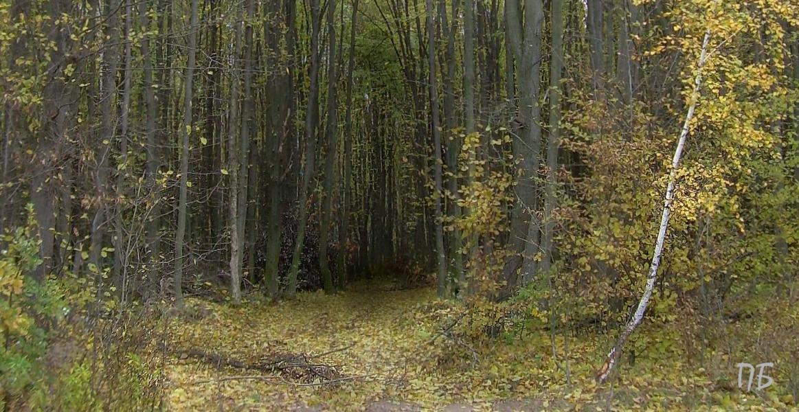 Ивчанские этюды - Івча