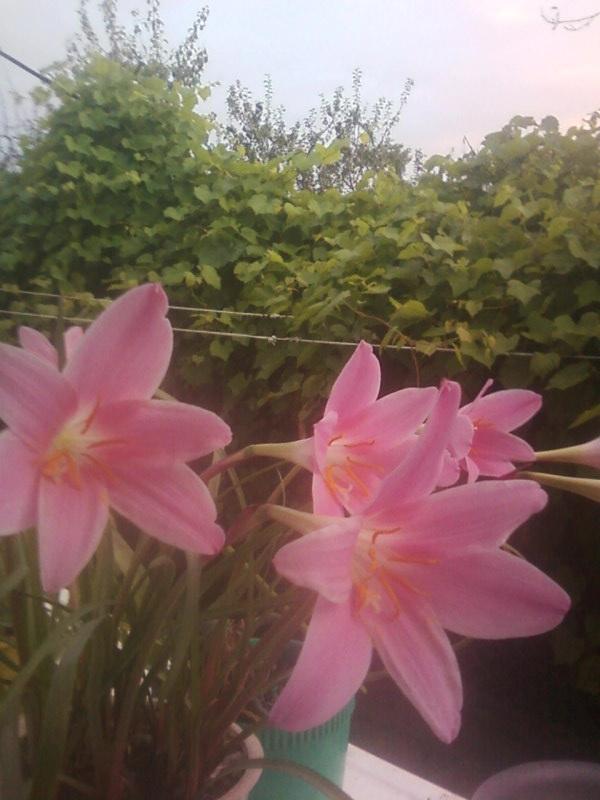 Багатківські квіти - Багатківці