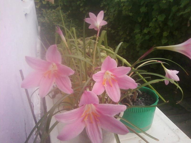 Багатківські квіти - Багатківці