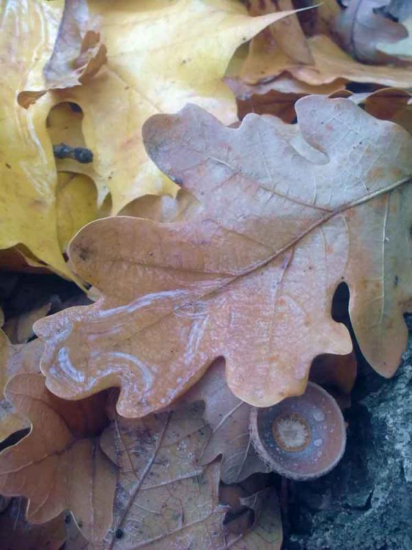 Барви осені - Иваница