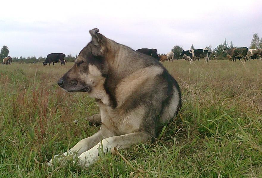 Мальовниче Березове - Березове