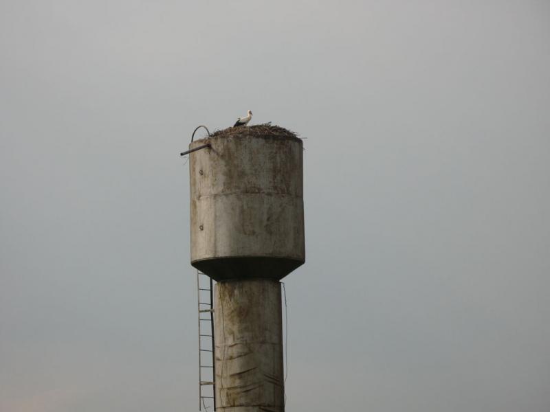 Полісся... - Бартуха