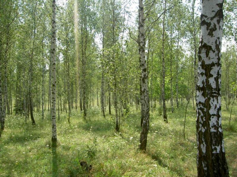 Наше село - Гильцы
